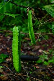 Image result for Psophocarpus grandiflorus