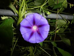 Image result for Ipomoea violacea