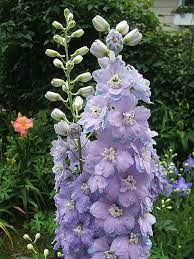 Photo Of The Closeup Of Buds Sepals And Receptacles Of Delphinium Delphinium Elatum New Millennium Royal Aspirations P Delphinium Flowers Delphinium Plants