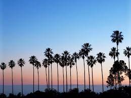 Check spelling or type a new query. Best Palm Trees For Home Gardens Sunset Magazine