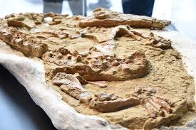 Long-Snouted Crocodile Fossil Around 10 Million Years Old Unearthed In  Peruvian Desert | IFLScience