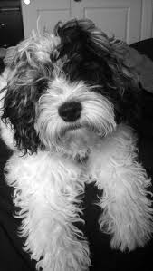 Black And White Maltese Poodle Dog Cockapoo Cockapoo Dog Dogs Cute Dogs