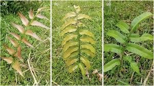 Image result for Anemia schimperiana