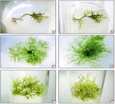 Image result for Triumfetta welwitschii