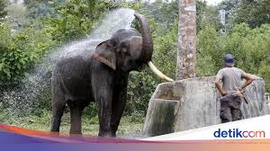 بِسْمِ ٱللَّهِ ٱلرَّحْمَٰنِ ٱلرَّحِيمِ أَلَمْ تَرَ كَيْفَ فَعَلَ رَبُّكَ بِأَصْحَٰبِ ٱلْفِيلِ. Surat Al Fil Arab Latin Dan Maknanya