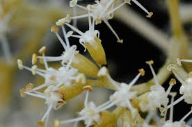 Image result for Nuxia floribunda