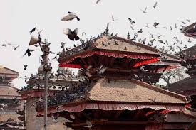 Federation of nepalese chambers of commerce and industry. Nepal Fur Einsteiger Bravebird