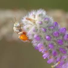 Image result for Isoglossa perdita