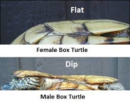 As some sources claim, male turtles grunt, while females hiss. How To Tell The Gender Of A Box Turtle The Turtle Hub