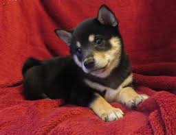 Black And Tan Shiba Inu For Sale Puppy Shiba Shiba Inu Puppy Black N Tan Shiba Inu Pets Puppies