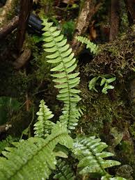 Image result for Nephrolepis undulata