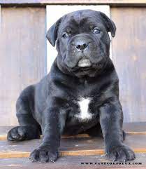 Cane Corso Europe Breeder Puppies Kennel Italian Mastiff Cane Corso Dog Cane Corso Puppies Cane Corso