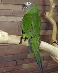 Pin On Our Birds