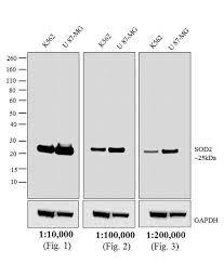 Antibody is supplied in 10 mm sodium phosphate, 0.15 m sodium chloride, ph 7.2.1 % (w/v) b, protease/igg free. Goat Anti Mouse Igg H L Cross Adsorbed Hrp G 21040
