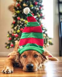 Dante Dog Where Are You Christmas Why Can T I Find You 18days Christmas Animals Christmas Dog Golden Retriever Christmas