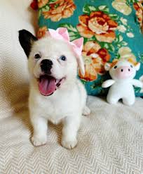 What are good western female dog names and registered names?