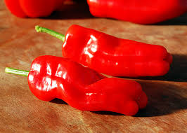 paˈðɾoŋ) is a concello (galician for municipality) in the province of a coruña, in galicia (spain) within the comarca of o sar. Chili Pimientos De Padron Saatgut Capsicum Annuum