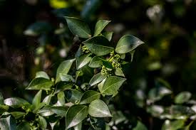 Image result for Strychnos henningsii