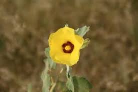Image result for Hibiscus panduriformis