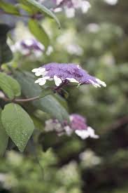 Die pflege wird nunmehr dergestalt modifiziert, dass sie den anforderungen der winterzeit rechnung trägt. Hortensien Richtig Pflegen Giessen Dungen Und Uberwintern Freudengarten