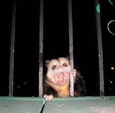 Pin By Star Swift On Animals Funny Animals Cute Animals Awesome Possum