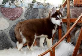 Blue Eyes Black And Brown Husky Dark Red Siberian Husky Google Search Siberian Husky Blue Eyes Siberian Husky Red Siberian Husky