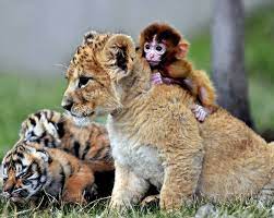 Cute Animal Wallpapers Puffy Hd Wild Life Photos Pet Images High Resolution Backgrounds Lovely Animals Animaux Mignons Bebes Animaux Mignons Bebes Animaux