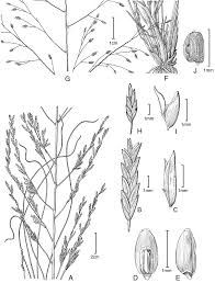 Image result for Eragrostis curvula