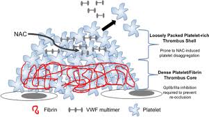 It is formed naturally in your body from cysteine, which you get from protein sources like yogurt or chicken, but you can also find it in supplement form. Thrombolytic Potential Of N Acetylcysteine Circulation