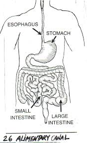 Gastrointestinal Tract Simple English Wikipedia The Free Encyclopedia