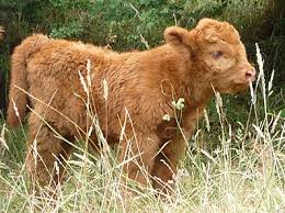 5 out of 5 stars. Eadon Farm Award Winning Highland Cattle