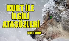 Kurt Ile Ilgili Atasozleri Ve Anlamlari Aciklamalari Icinde Kurt Gecen