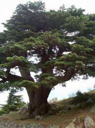 Further inland and rising from the coast is the lebanon mountain range. Libanon Zeder Picture Of Beirut Lebanon Tripadvisor