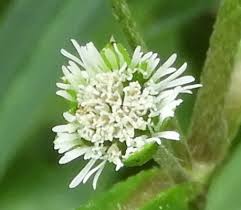 Image result for Eclipta prostrata