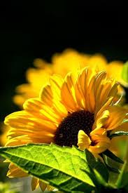 Needed to take some time off from tumblr, this account grew way more than i ever expected, it. Sunflower With Black Background Yellow Flower Wallpaper Sunflower Flower Sunflowers And Daisies