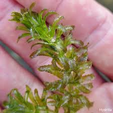 Image result for Hyparrhenia madaropoda