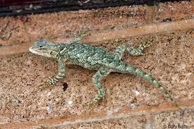 Arizona Lizard Black And White Tail Arizona Lizards Sceloporus Clarki Vallaris Plateau Spiny Lizard Amphibians Reptiles Reptiles And Amphibians