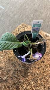 Image result for Streptocarpus montis-bingae