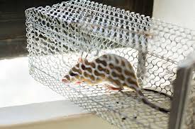 Can i use rat poison in my garden. How Do I Get Rid Of Rats In My Garden Pest Co Uk