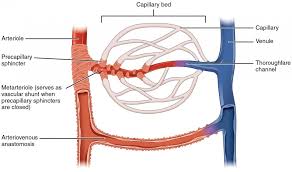 Where it is taking blood. Structure And Function Of Blood Vessels Anatomy And Physiology Ii