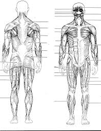 We all have a layer of fatty tissue under our skin, and this softens the look of the underlying muscles. Human Body Diagram Black And White Human Anatomy