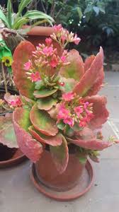 Kalanchoe Blossfeldiana Variegata Kalanchoe Blossfeldiana Propagating Succulents Planting Succulents