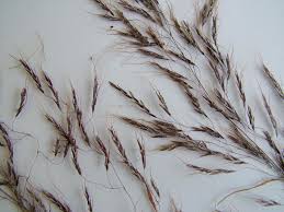 Image result for Capillipedium