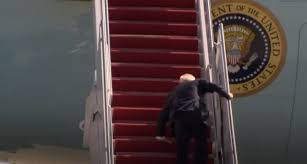 Image result for Bidens steppia