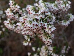 Image result for Hermannia seineri