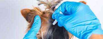 While there are many options for purchasing pet meds online, getting a cheap price doesnt always pay off in the end. Is Flea And Tick Medicine Safe For Dogs World Pet Express