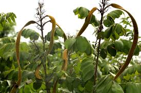 Image result for Markhamia obtusifolia