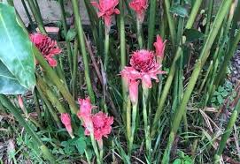 Kebelakangan ini tanaman bunga kantan telah diusahakan secara komersil kerana populariti dan nilainya di pasaran yang telah meningkat. Megah Cara Tanam Pokok Kantan