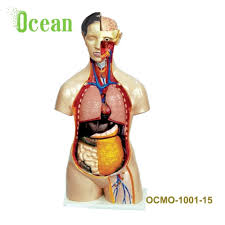 Browse our man body anatomy images, graphics, and designs from +79.322 free vectors graphics. Medical Science Human Body Anatomy Sexless Torso Model Buy Man S Human Torso With Viscera Model Medical Teaching Aids Children Learning Aids Medical Supplies Human Teaching 85cm Male Torso 19 Parts Torso Series