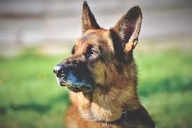 In india, a german shepherd puppy costs around ₹18,000 to ₹25,000. German Shepherd Sale Breed Information Facts Marshalls Pet Zone